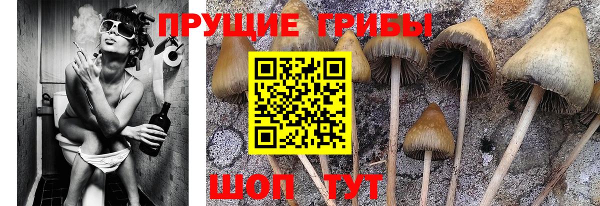 Псилоцибиновые грибы Magic Shrooms Новоалександровск